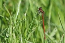 Fruehe Adonislibelle